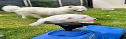 Samoyed dogs for sale: Bundle of joy 3 Puppy - Advert 11