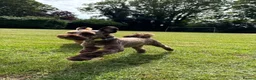 Miniature Schnauzer dogs for sale: KC reg Minuature Schnauzer - Advert 13