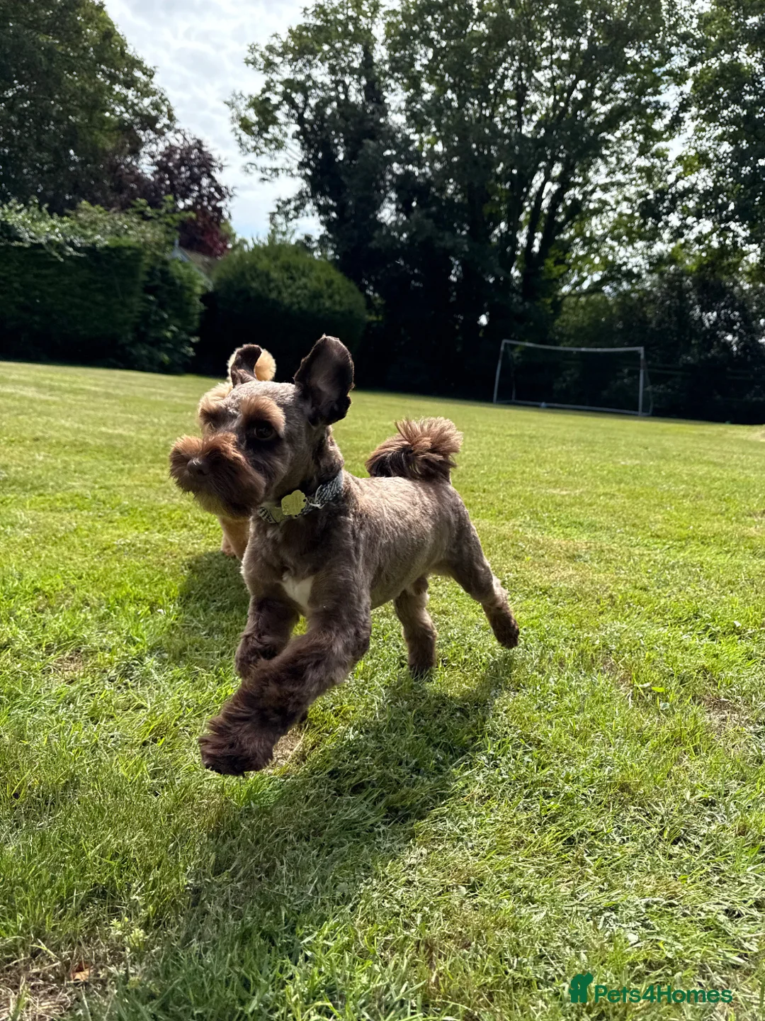 Miniature Schnauzer dogs for sale: KC reg Minuature Schnauzer - Advert 13