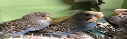 Budgerigars birds for sale: Budgies for Sale  - Advert 35