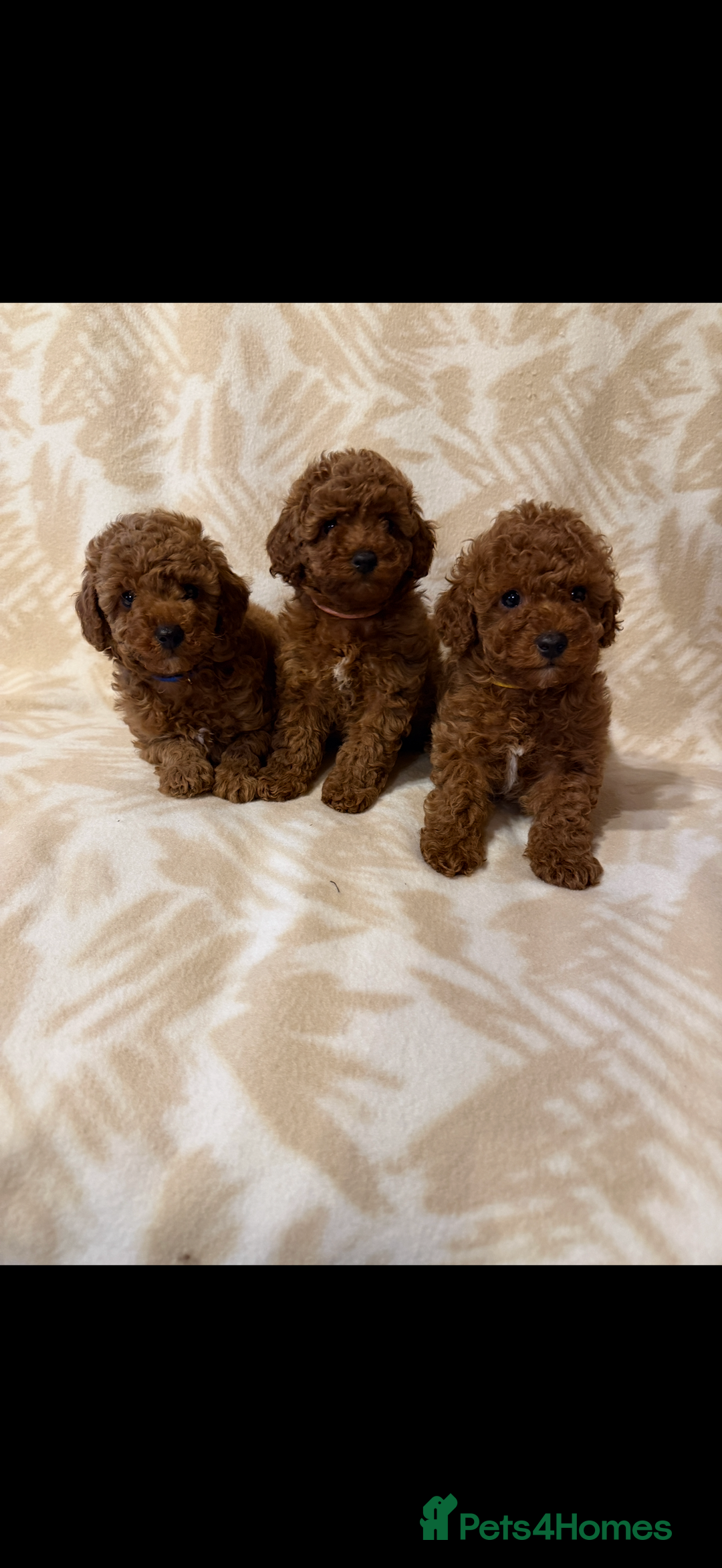 Toy Poodle dogs for sale: Beautiful toy poodles  - Advert 4