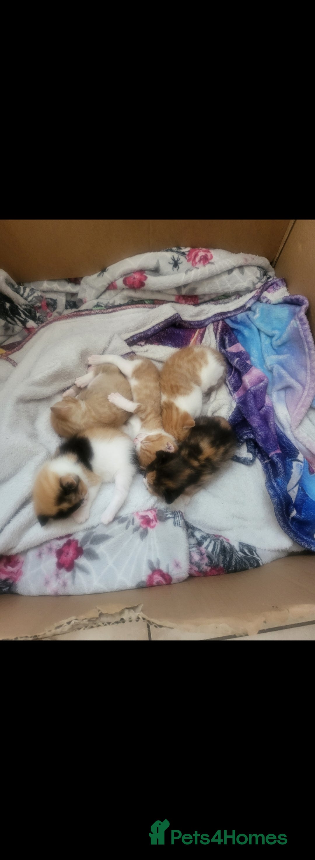 Mixed Breed cats for sale: 5 beautiful kittens - Image 2