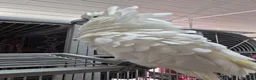 Cockatoo birds for sale: 2 x cuddly tame umbrella cockatoos  - Advert 6