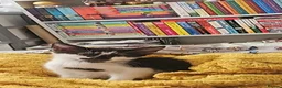 Mixed Breed cats for sale: 2 beautiful female kittens for sale.  - Advert 3