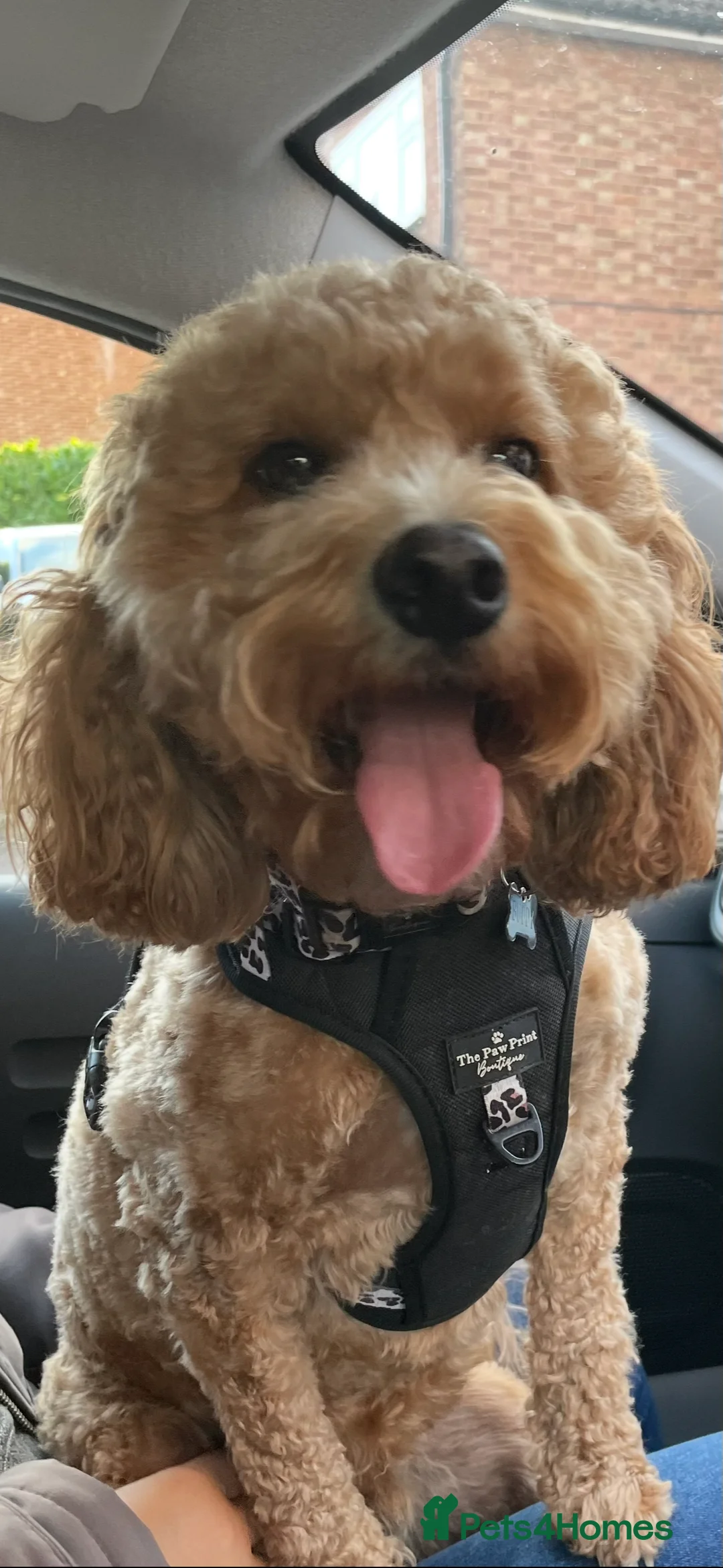 Maltipoo dogs for stud: Stud  in Colchester - Advert 2