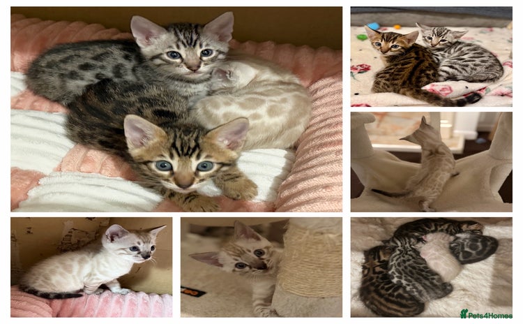 Bengal cats 🩶 BENGAL 🔥 KITTENS 🤍 TICA REGISTERED  - Advert 6
