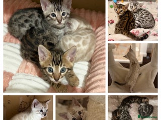 Bengal cats 🩶 BENGAL 🔥 KITTENS 🤍 TICA REGISTERED - Advert 5