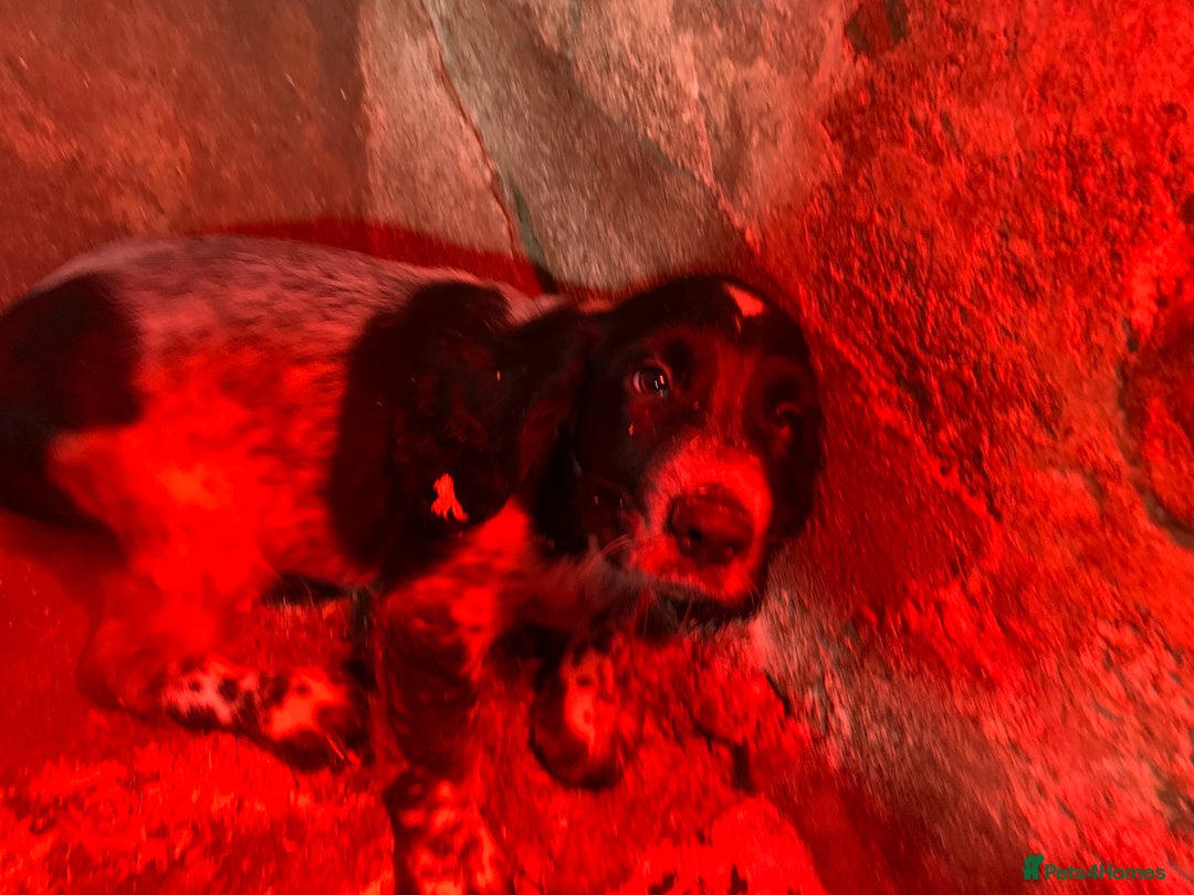 Sprocker dogs for sale: Beautiful Sprocker Puppies  - Image 10