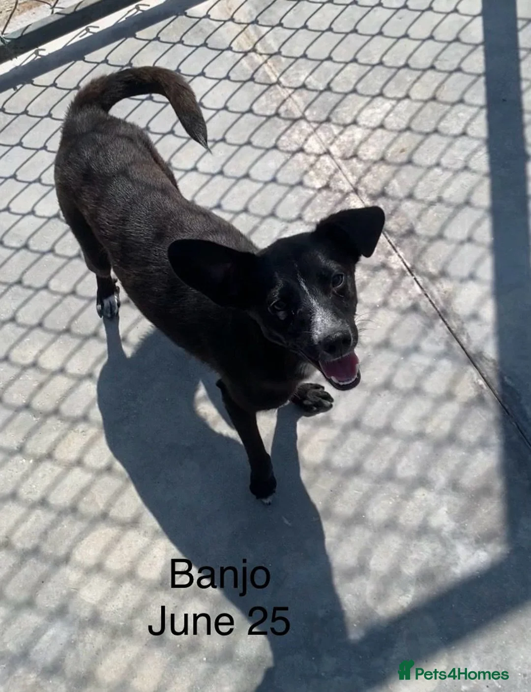 Mixed Breed dogs for adoption: Banjo, 1 yr approx. Available for adoption. - Advert 19