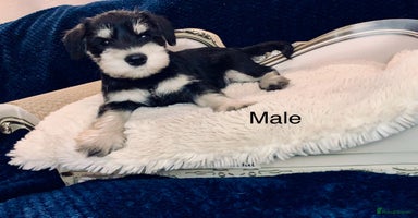 Miniature Schnauzer dogs - Advert 14