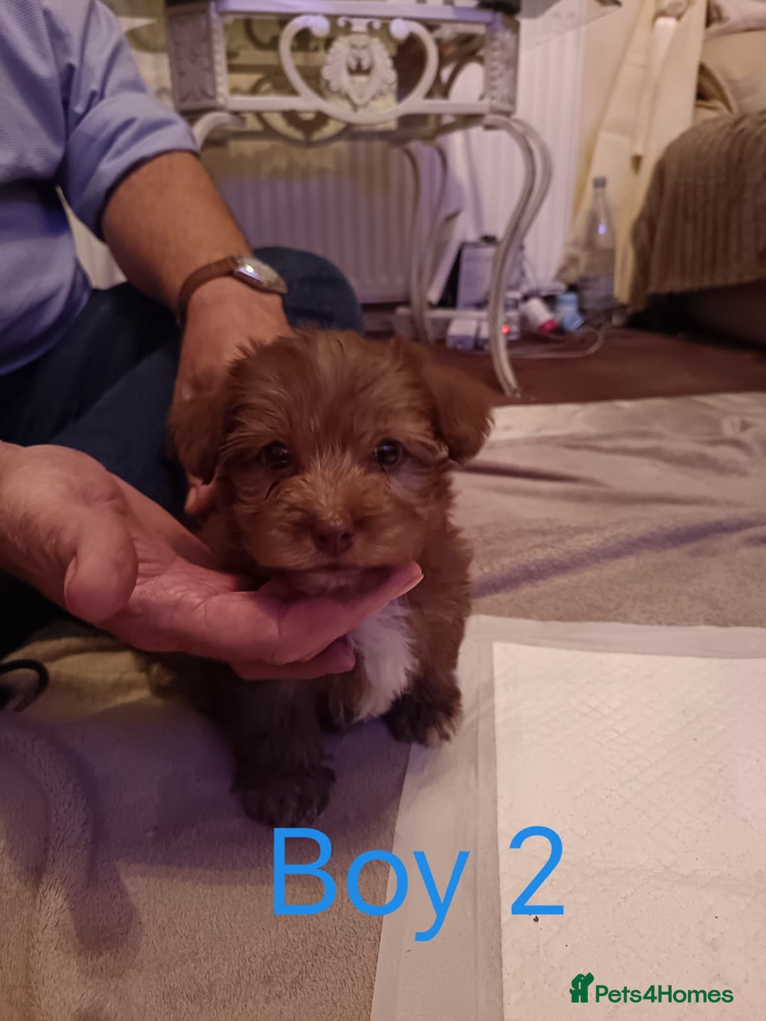 Norfolk Terrier dogs for sale: Norfolk Terrier Puppies - Advert 3