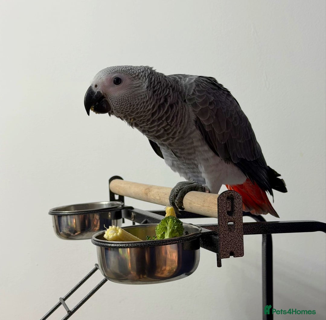 Parrots birds for sale: Baby African Grey Parrot - Advert 1