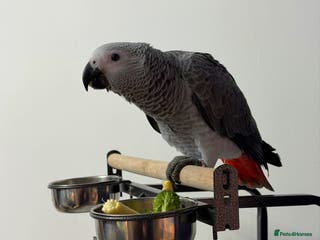Parrots birds Baby African Grey Parrot - Advert 2