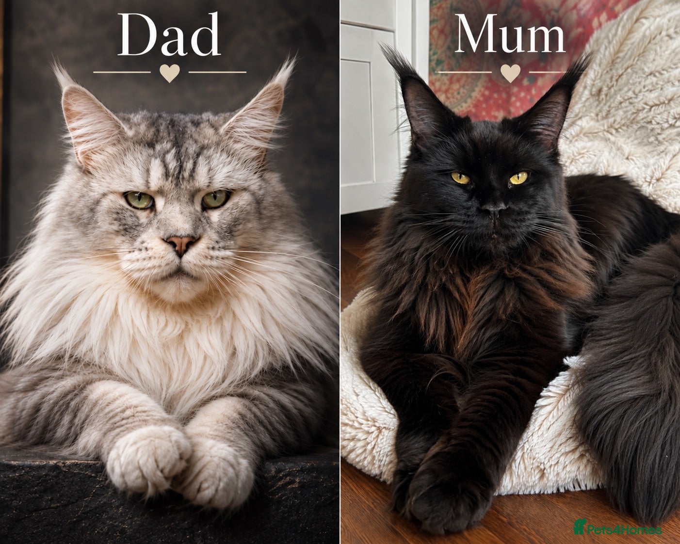Maine Coon cats Maine Coons. Russian & E. European Champion Lines - Advert 1