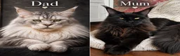 Maine Coon cats for sale: Maine Coons. Russian & E. European Champion Lines in London - Advert 1