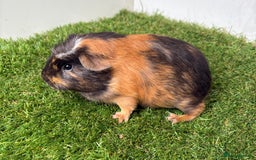 Guinea Pig rodents for sale: Very calm, friendly Guinea pig girls ready now  - Image 4