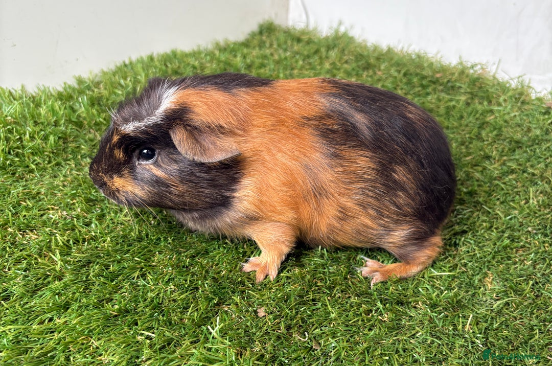 Guinea Pig rodents for sale: Very calm, friendly Guinea pig girls ready now  - Image 4