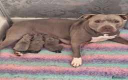 Staffordshire Bull Terrier dogs for sale: Blue Staffordshire Bull Terrier Puppies - Image 1