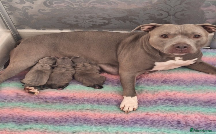 Staffordshire Bull Terrier dogs - Advert 1