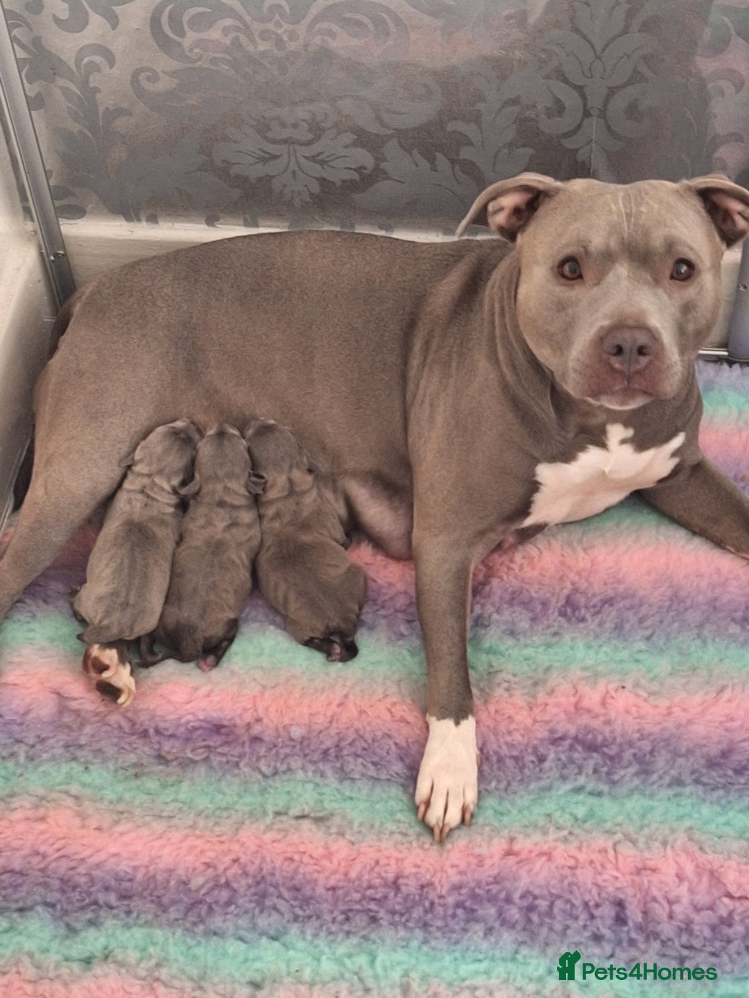 Staffordshire Bull Terrier dogs for sale: Blue Staffordshire Bull Terrier Puppies - Image 1