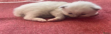 Ragdoll 4
