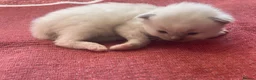 Ragdoll cats for sale: Ragdoll kittens GCCF - Advert 20
