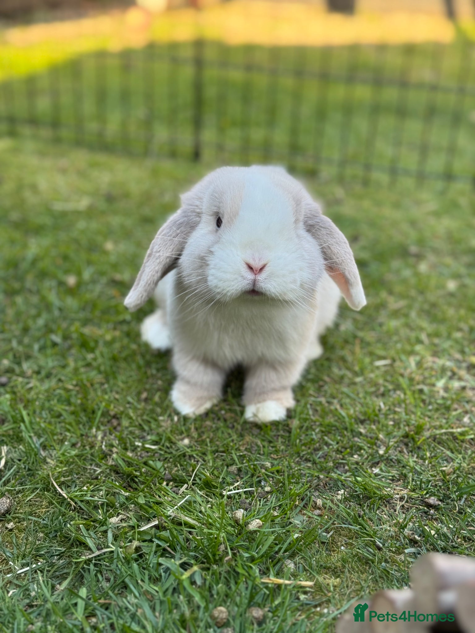 Mini Lop rabbits Blue eyed buck available  - Advert 2