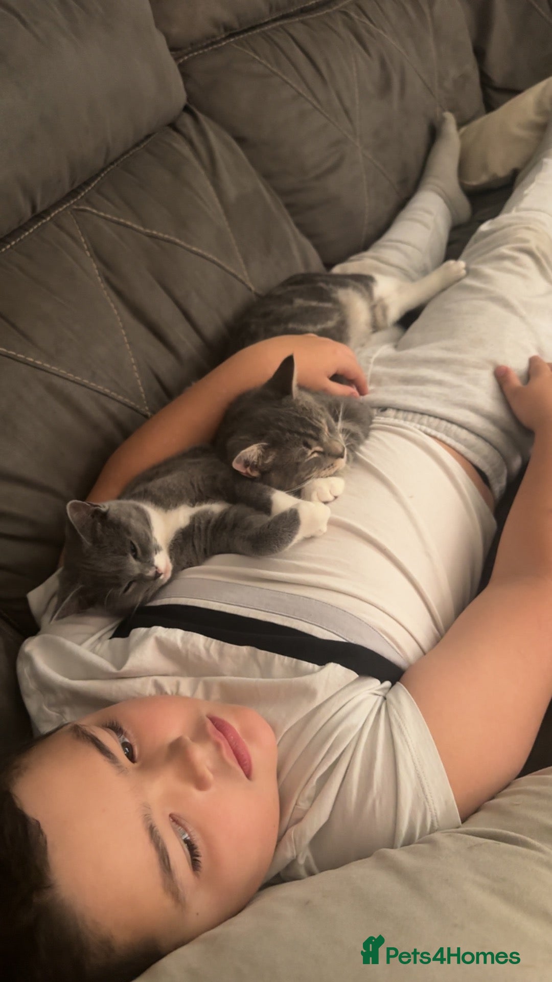 Mixed Breed cats British shorthair cross  - Advert 6