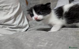 Mixed Breed cats for sale: Kittens for sale  - Image 3