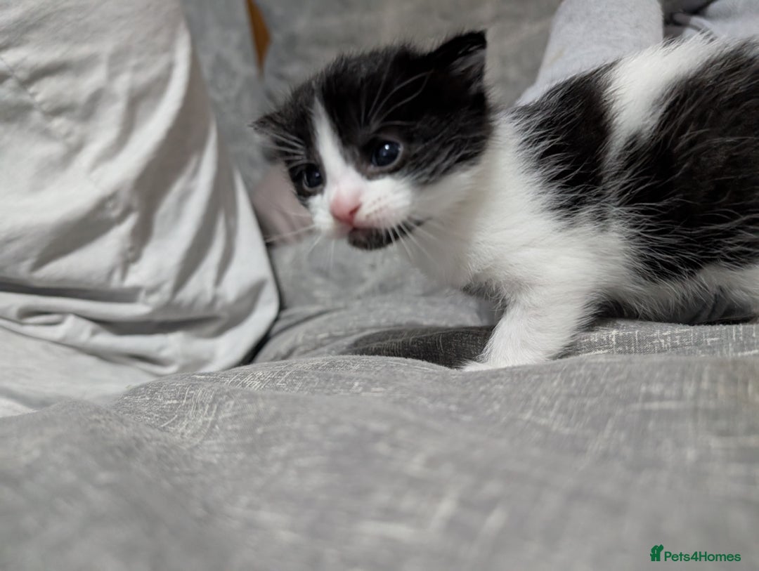 Mixed Breed cats for sale: Kittens for sale  - Image 3