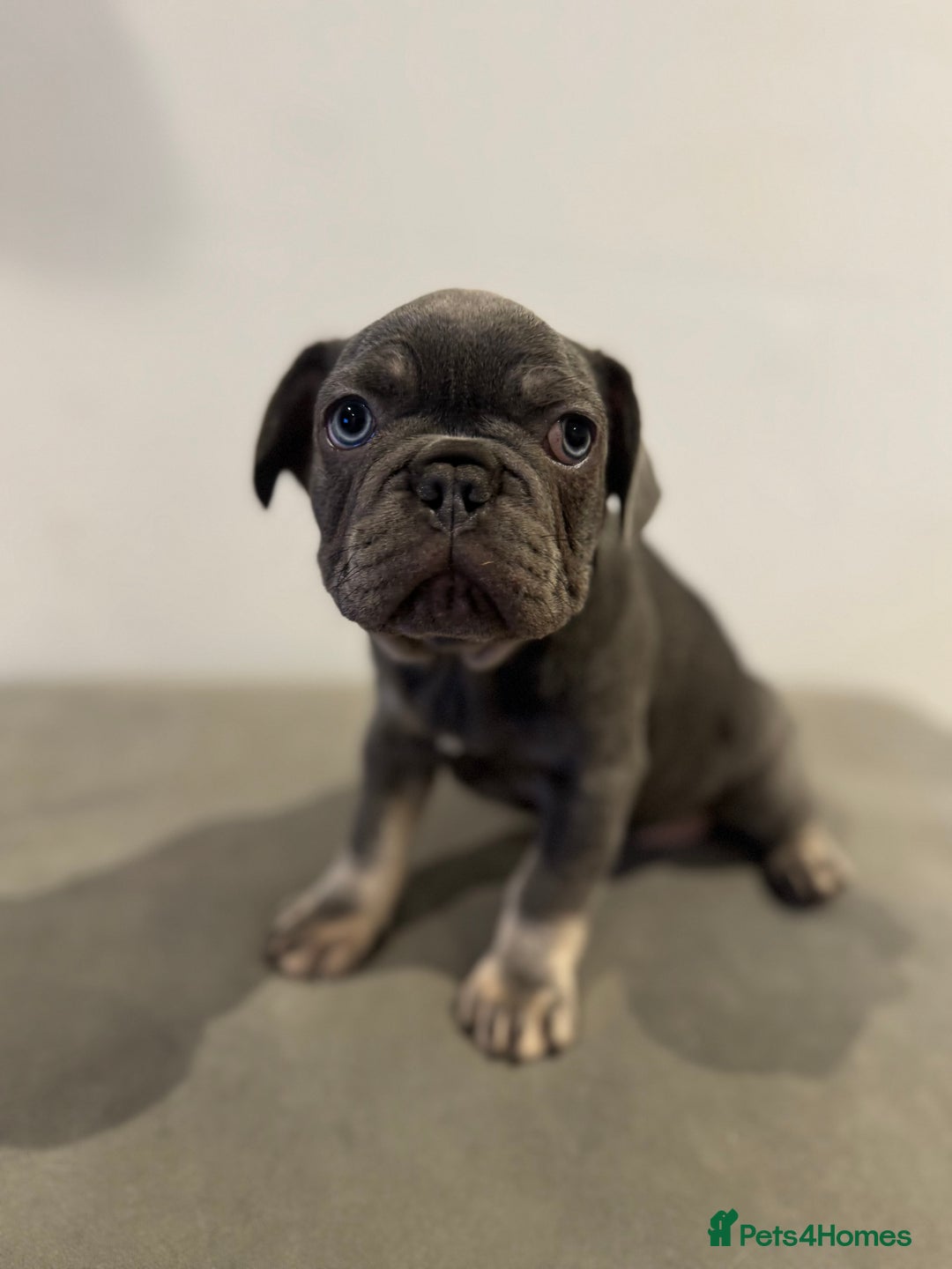 French Bulldog dogs for sale: French bulldogs ready for  **   **   - Advert 19