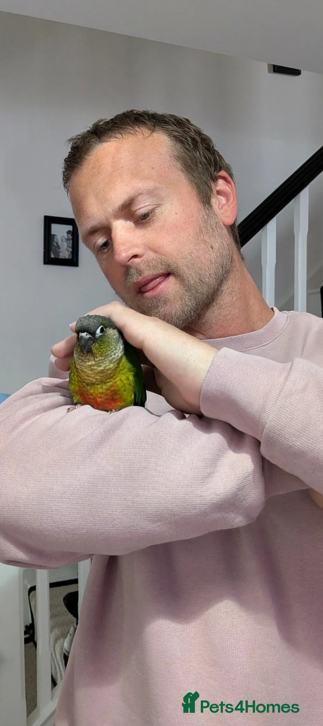 Conures birds for sale: Ozzy our gorgeous green cheek  in Harrogate - Advert 1