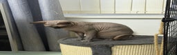 Sphynx cats for stud: TICA Registered Active, stunning Canadian Sphynx i - Advert 13