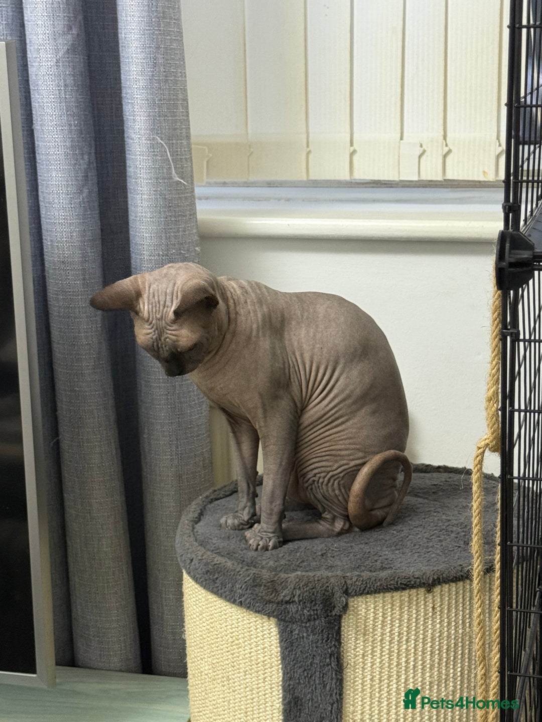 Sphynx cats for stud: TICA Registered Active, stunning Canadian Sphynx i - Advert 13
