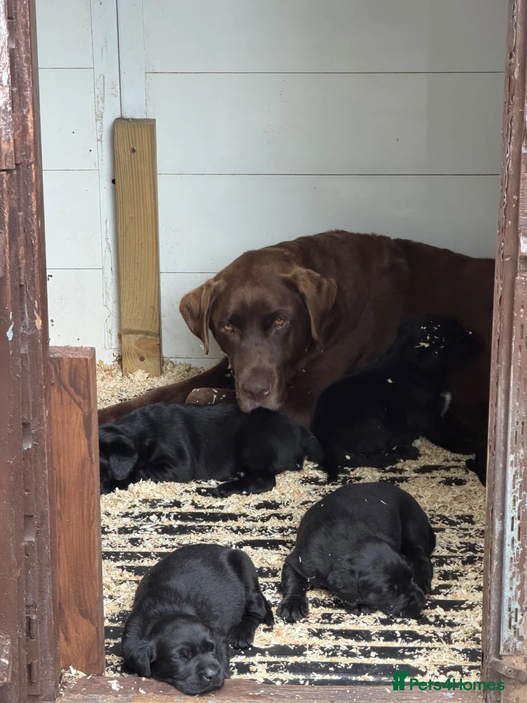 Labrador Retriever dogs for sale: Black Labradors boys and girls  - Advert 1