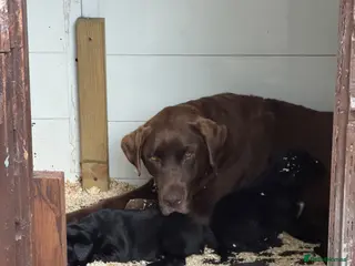 Labrador Retriever dogs Black Labradors boys and girls - Advert 18