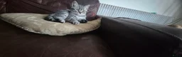 British Shorthair cats for sale: British Shorthair Kittens  - Advert 21