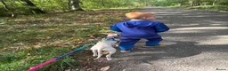 Whippet dogs for sale: Dobby Whippet Pup - Advert 8