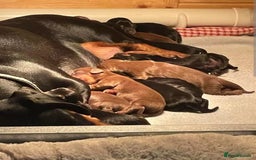 Dachshund dogs for sale: Miniature Dachshund puppy  - Image 8