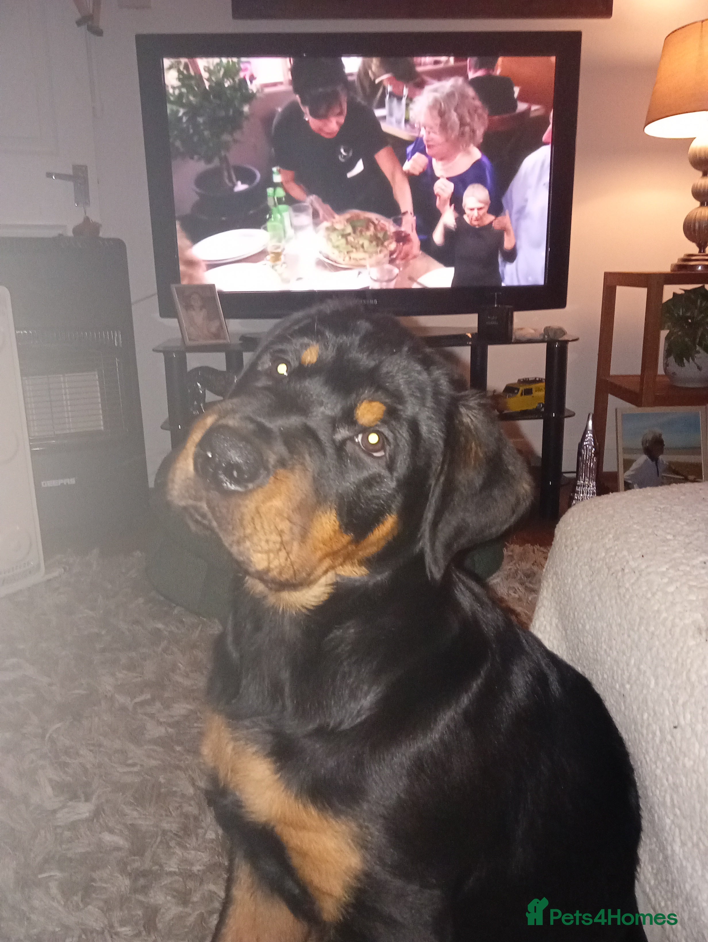 Rottweiler dogs Albert  - Advert 11