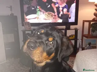 Rottweiler dogs Albert - Advert 11