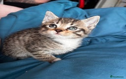 Mixed Breed cats for sale: Beautiful mixed breed blue eyes silver/grey tabby  - Image 4