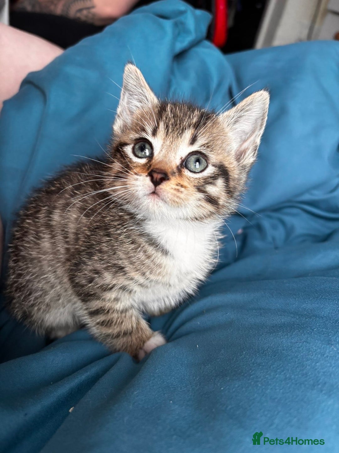 Mixed Breed cats for sale: Beautiful mixed breed blue eyes silver/grey tabby  - Image 4