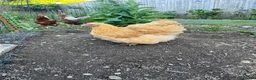 Chickens poultry for sale: Buff Orpington  - Advert 4