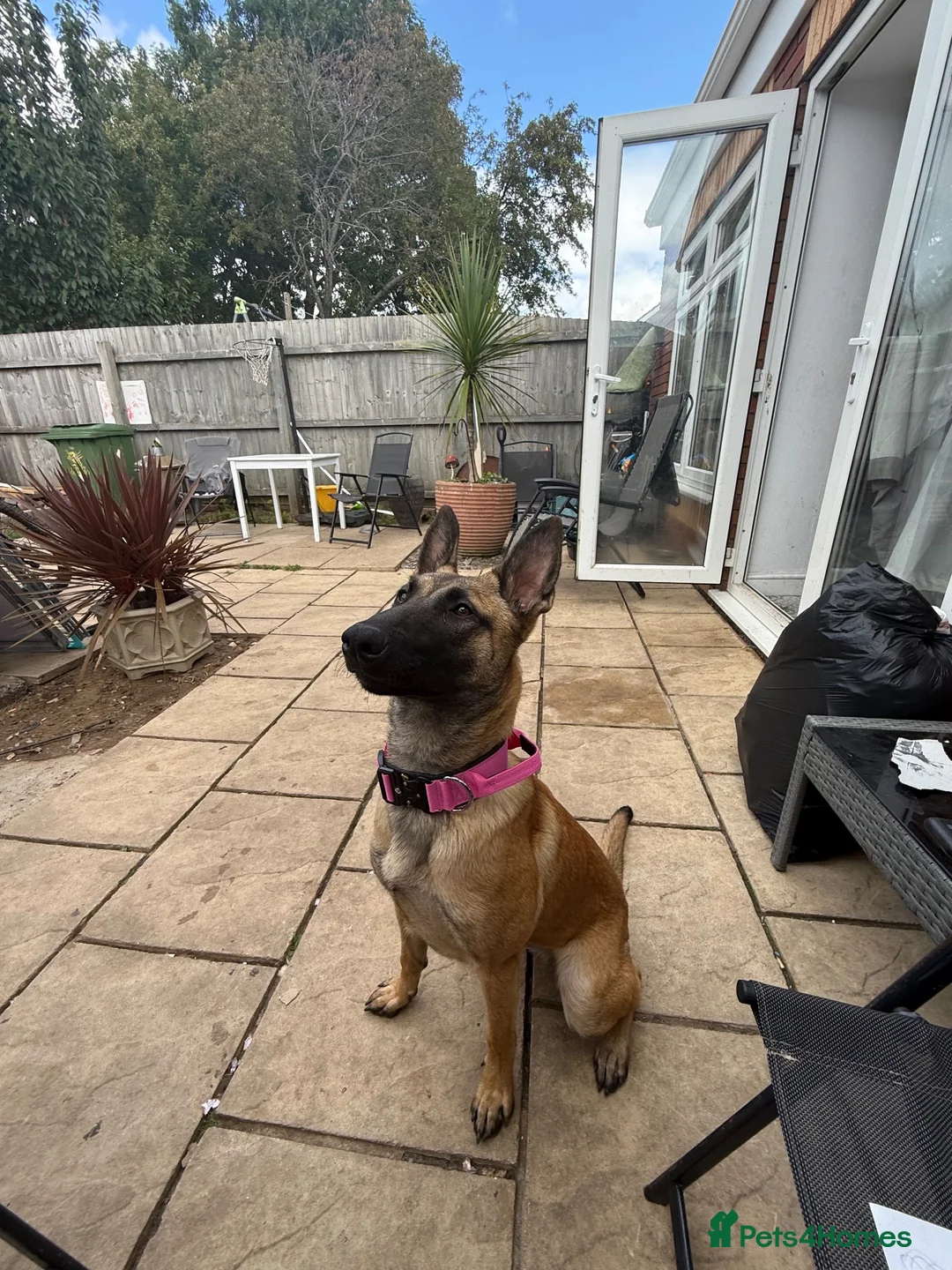 Belgian Shepherd Dog dogs for sale: Belgian mals  - Advert 1