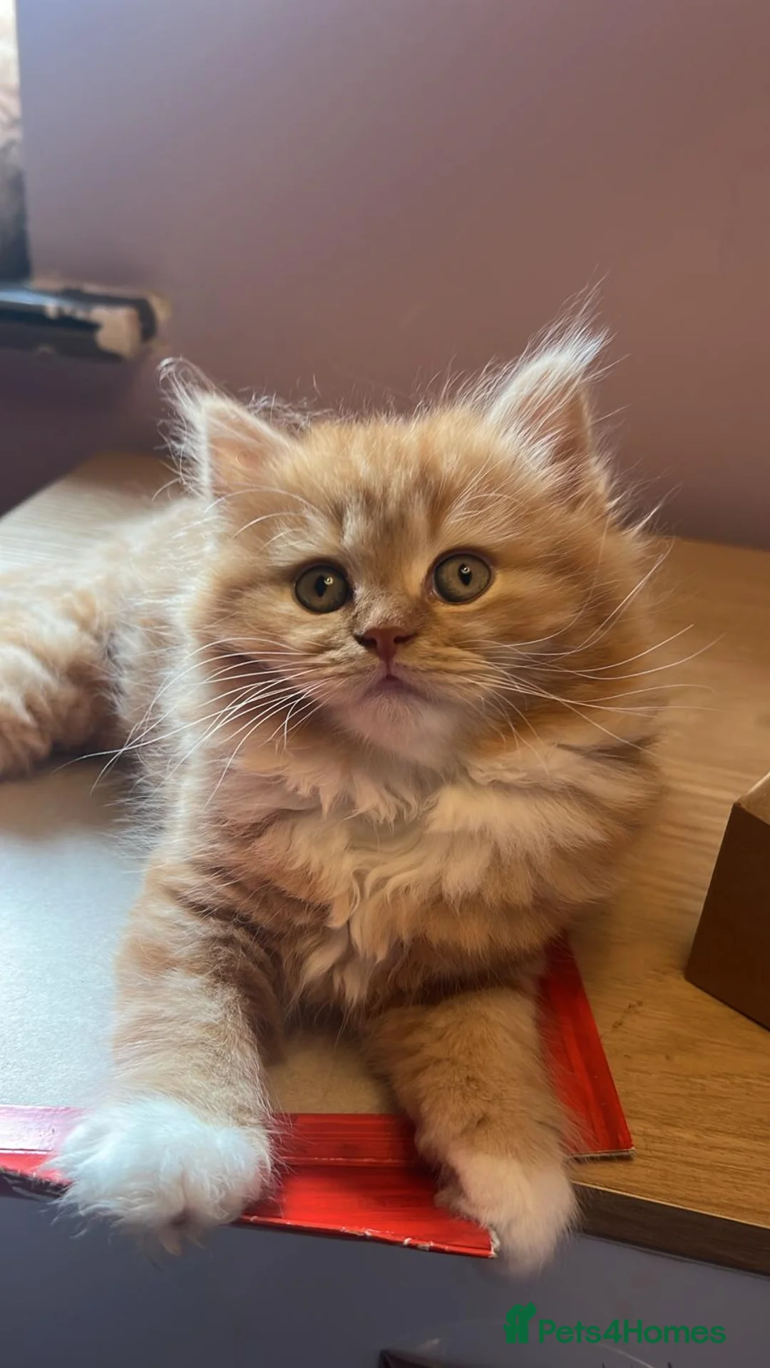 British Longhair cats for sale: 5 british long hair kittens for sale - Advert 3
