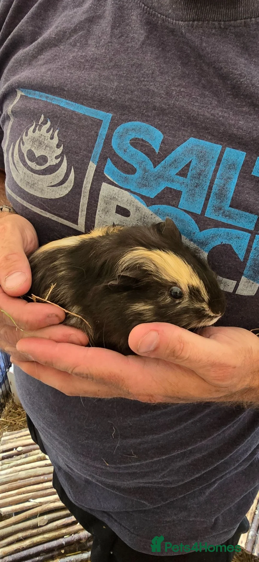Guinea Pig rodents for sale: Guinea pigs - Advert 7
