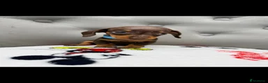 Miniature Dachshund 5
