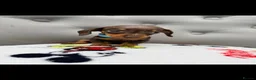 Miniature Dachshund dogs for sale: Miniature Dachshund in Nelson - Advert 18