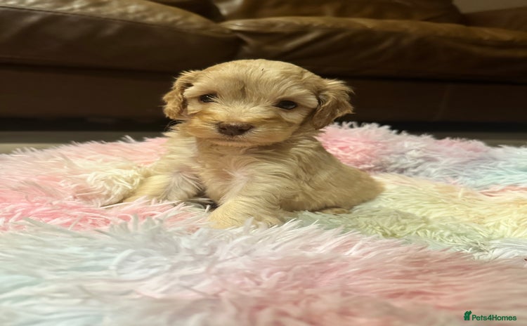 Cockapoo dogs - Advert 7